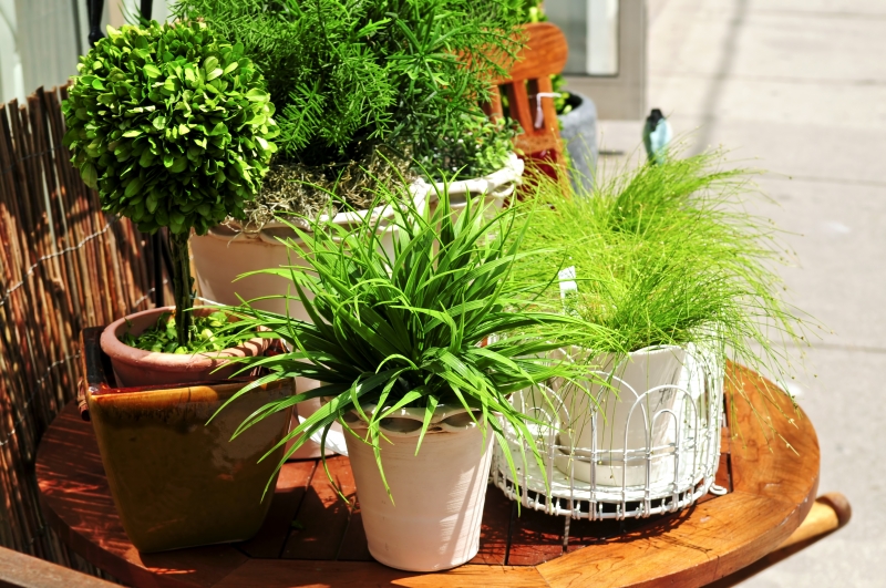 268407-potted-green-plants